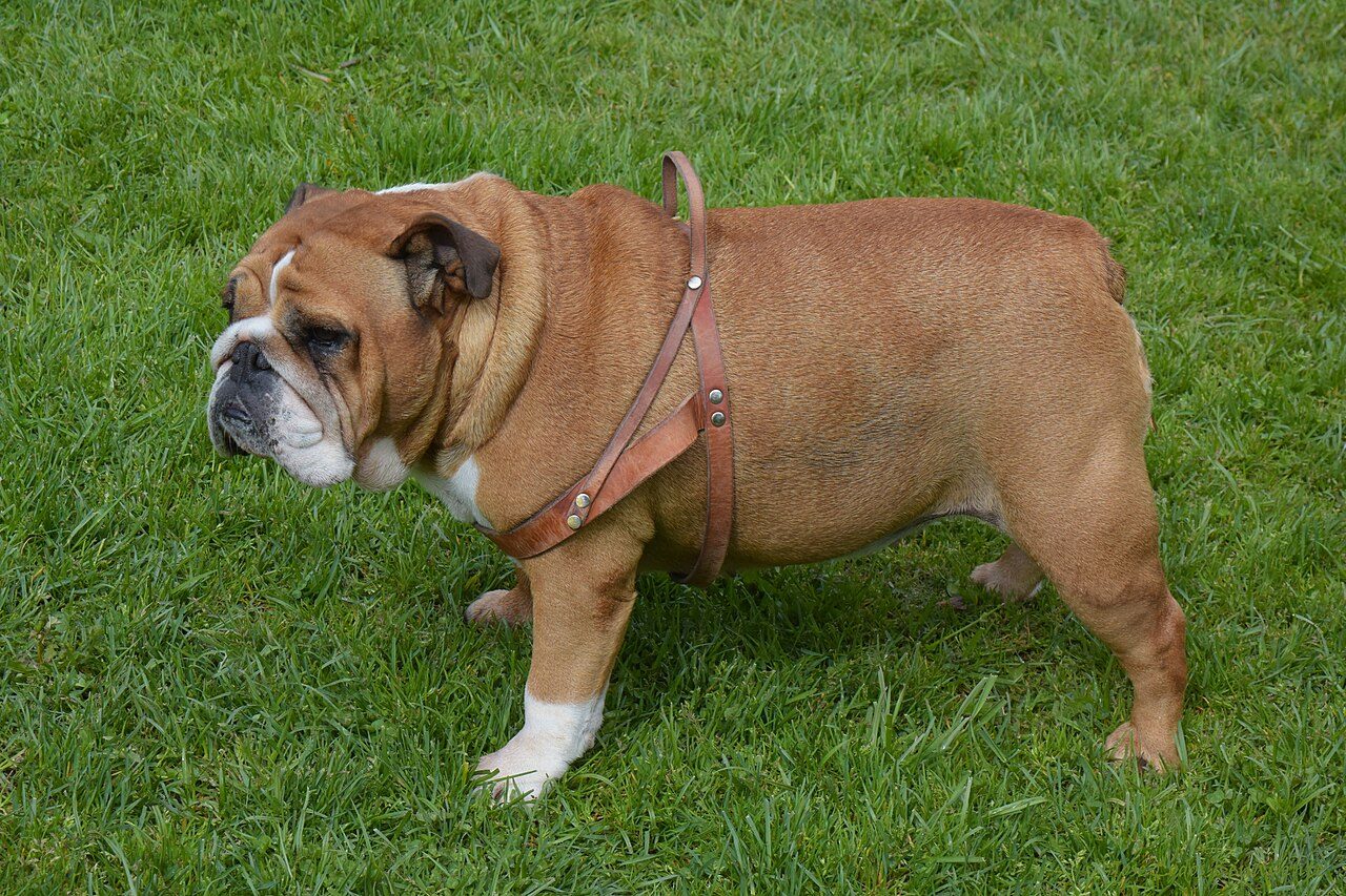 Bouledogue anglais fauve et blanc vu de profil sur une pelouse