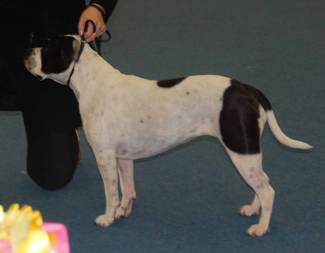 Bulldog continental blanc à tête noire vu de profil sur un ring d'exposition