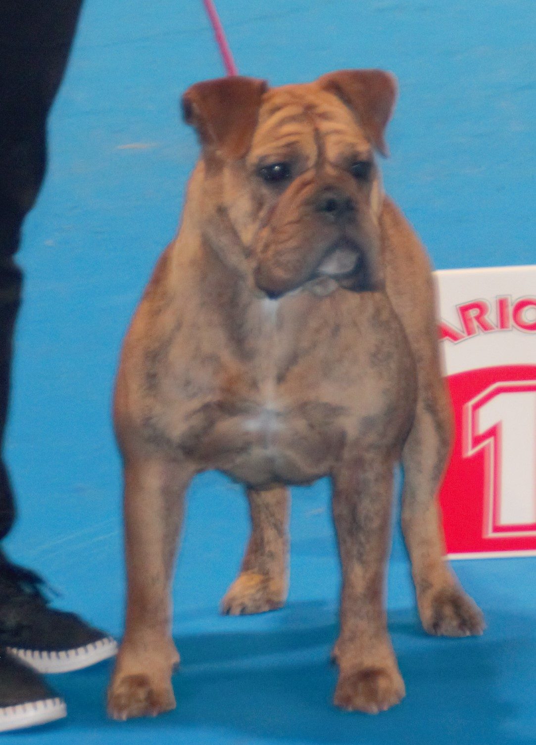 Bulldog continental bringé debout de face sur un ring d'exposition