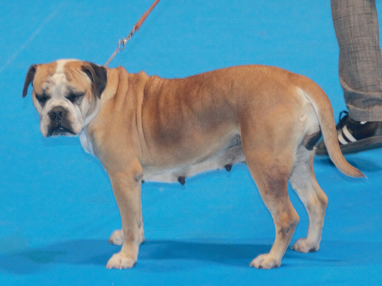 Bulldog continental fauve et blanc tenu en laisse sur un ring d'exposition au sol bleu