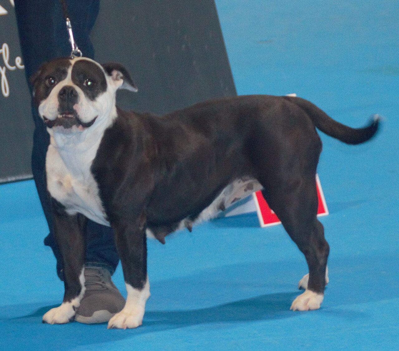 Bulldog continental noir et blanc debout en laisse, tourné vers l'objectif