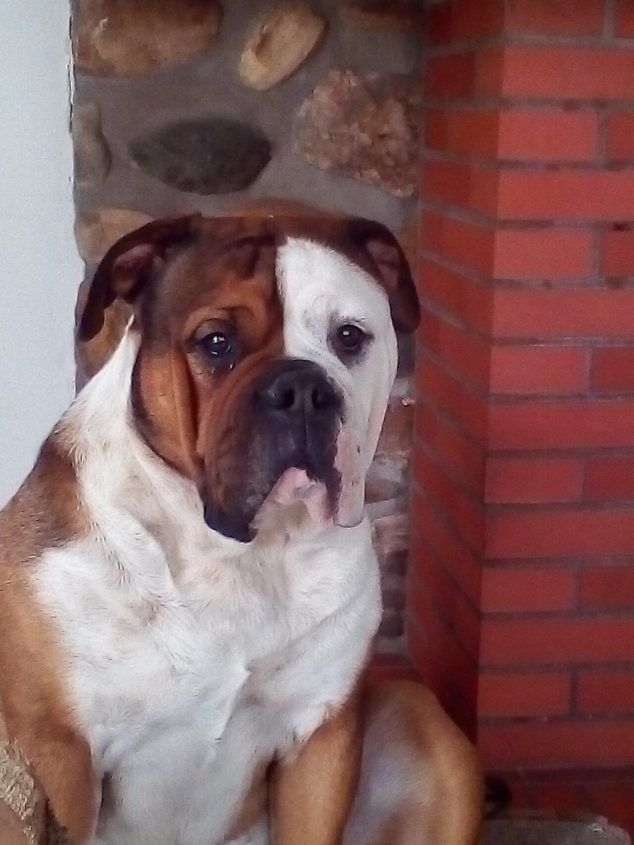 Portrait d'un bulldog continental fauve et blanc assis devant un mur de briques et de pierres
