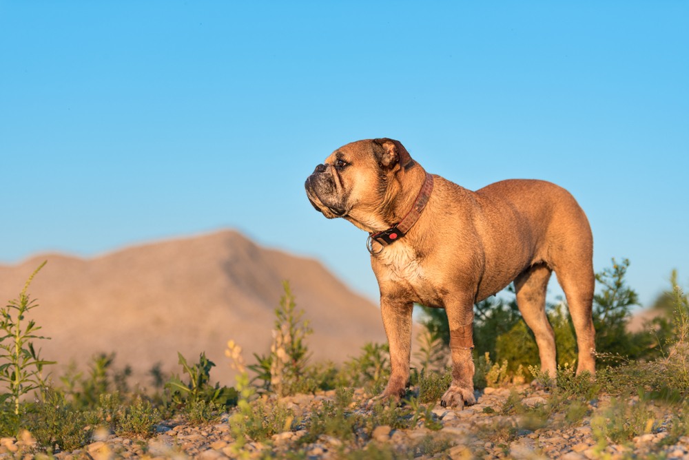 Un bulldog continental fauve debout dans un paysage sec, au pied d'une colline