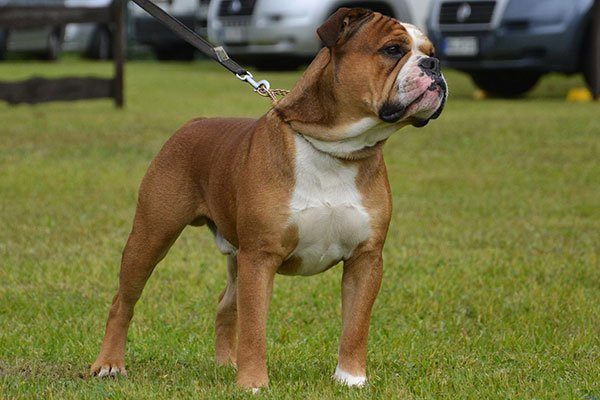 Bulldog continental fauve et blanc en laisse sur une pelouse