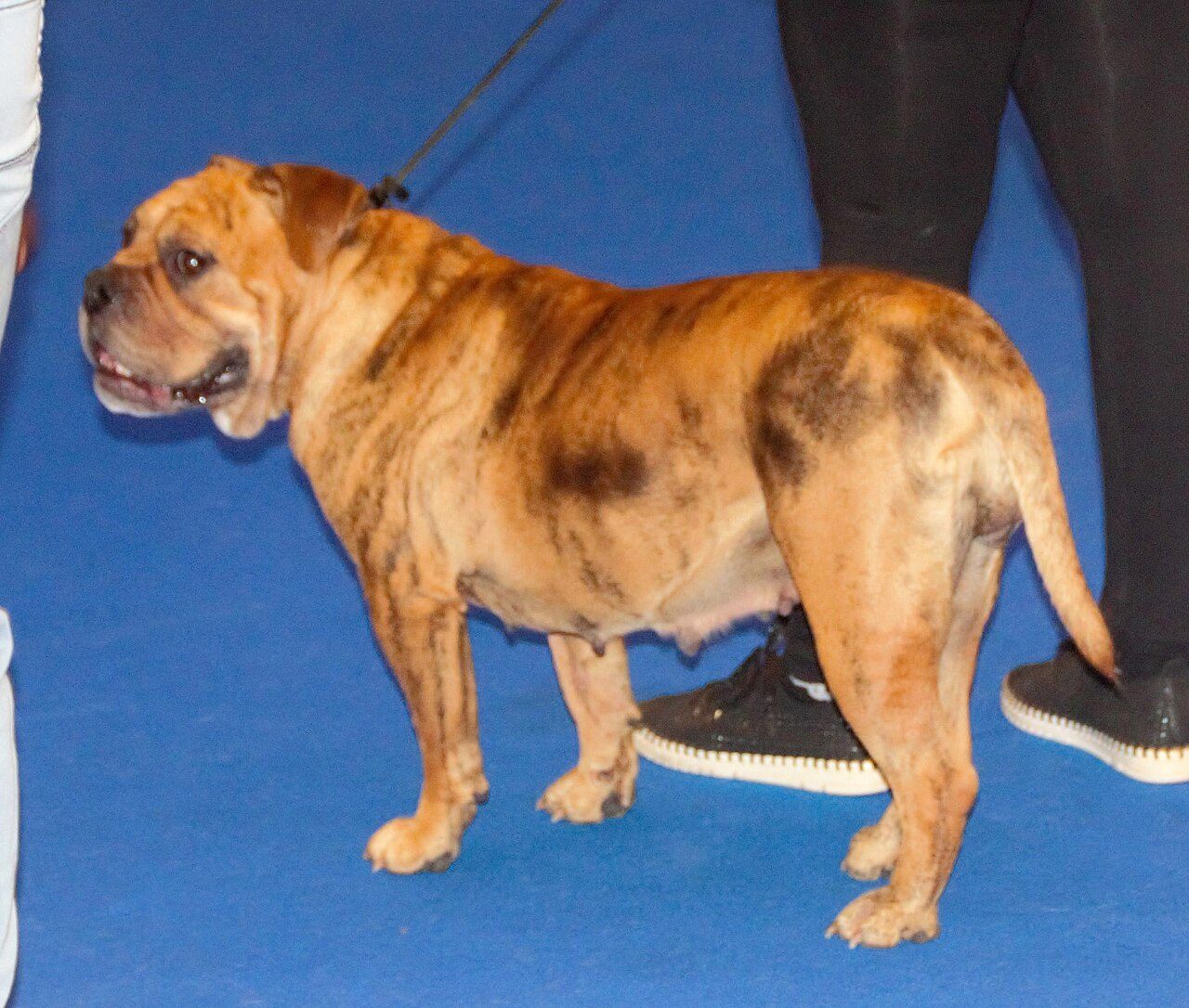 Bulldog continental bringé clair, gueule entrouverte, vu de trois quarts dans une exposition canine