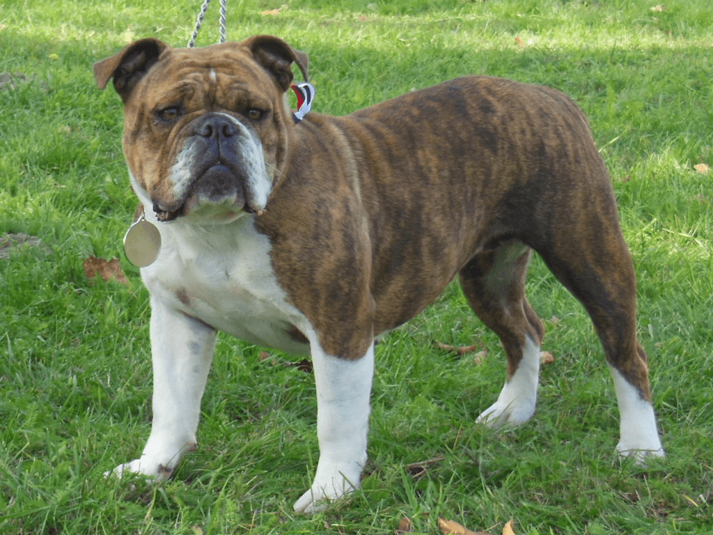 Un bulldog continental bringé et blanc, debout sur l'herbe, en laisse